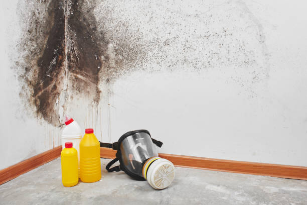 Best Localized Mold Remediation (e.g., coastal areas, humid climates) in , WA