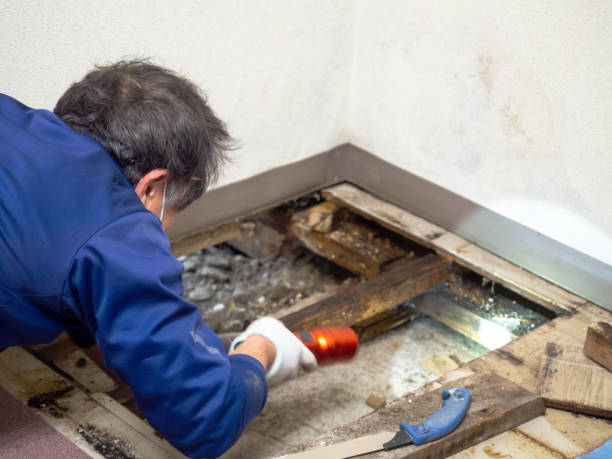 Best Kitchen Mold Remediation in , WA