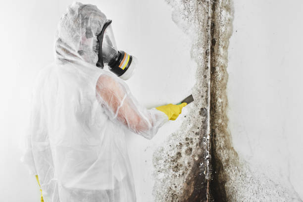 Best Commercial Mold Remediation in , WA