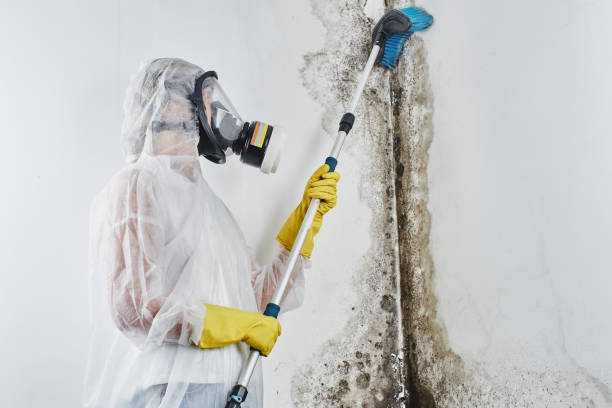 Best Post-Flood Mold Remediation in , WA