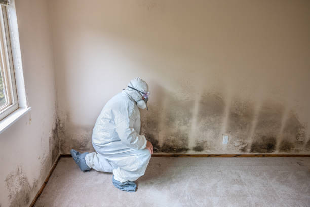 Best Localized Mold Remediation (e.g., coastal areas, humid climates) in , WA
