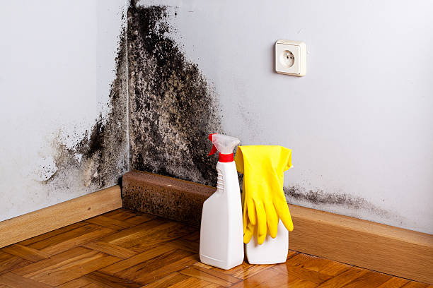 Best Bathroom Mold Remediation in , WA