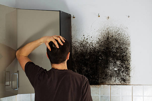 Best Attic Mold Remediation in , WA